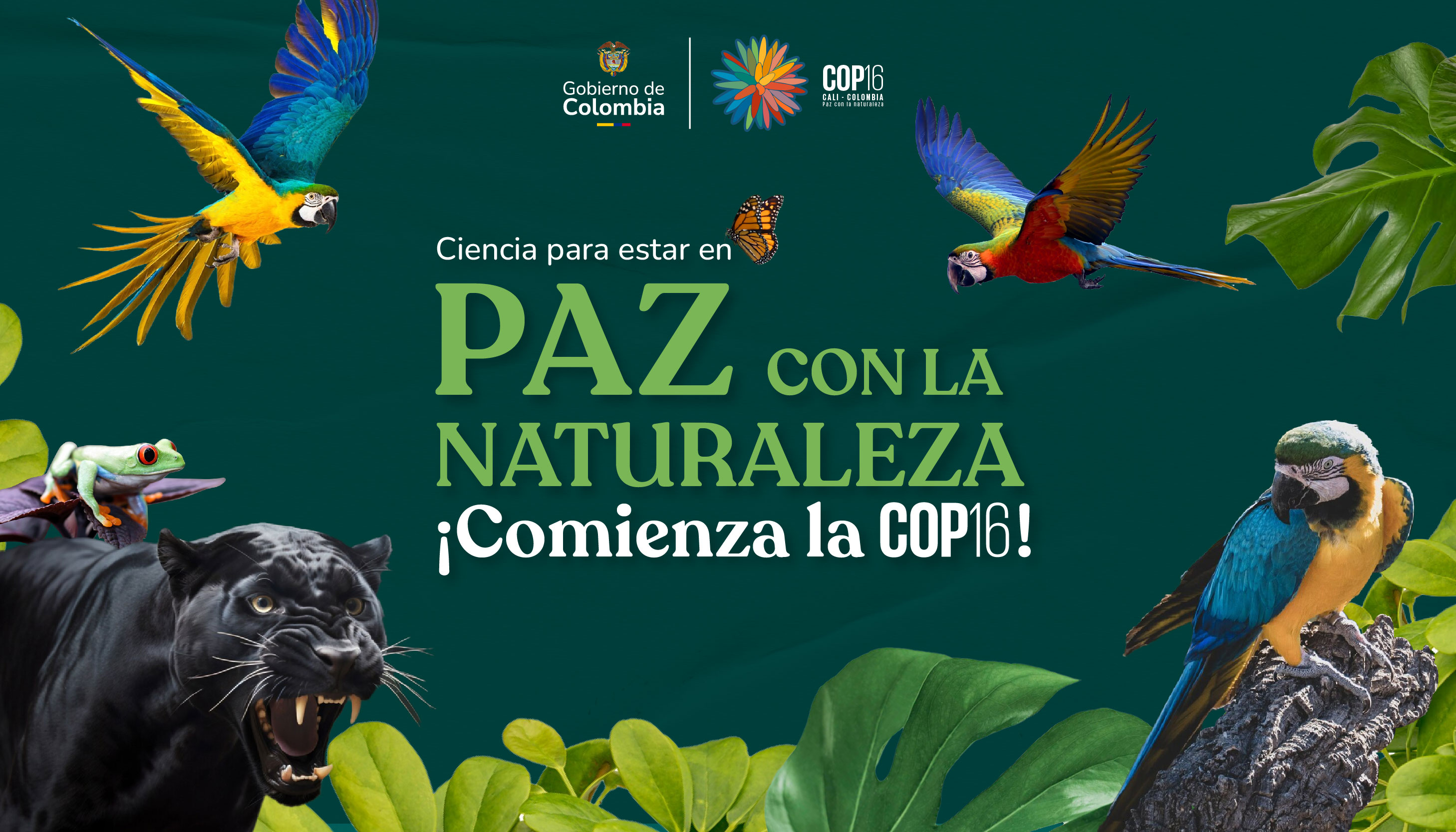 COP 16