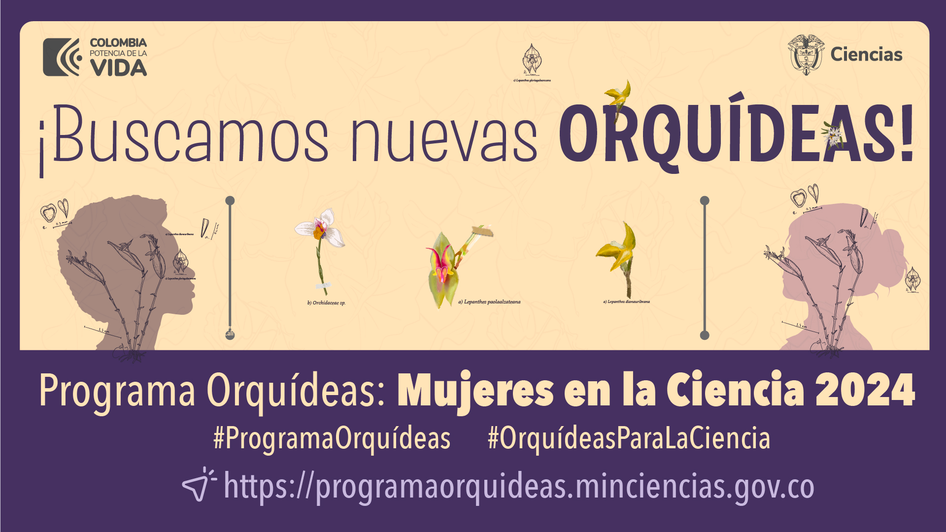 Programa Orquídeas