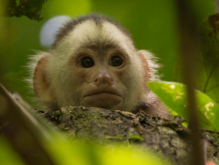 Foto: Salvando Primates / Federico Pardo