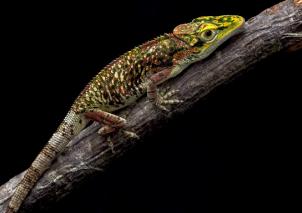 Lagarto Anolis heterodermus