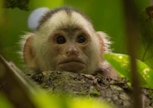 Foto: Salvando Primates / Federico Pardo