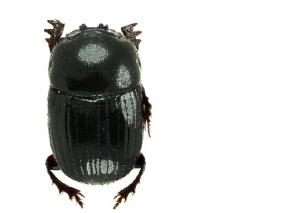 Posible nuevo escarabajo para la Ciencia