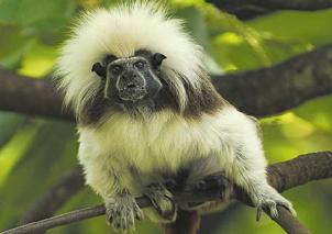  El mono tití cabeciblanco que habita los bosques del noroccidente colombiano. Foto: AFP