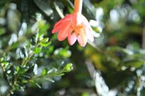 Con éxito finaliza expedición botánica de Boyacá Bio y Kew Gardens.Foto Colciencias