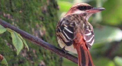 Aves Colombianas