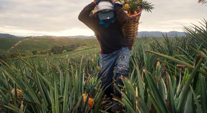 Comunidad de Lebrija, Santander, recibe apoyo económico y tecnológico para la transformación de residuos de piña. La productividad de esta Asociación radica en la transformación de los residuos de la piña para convertirlos en materia prima con fines artes