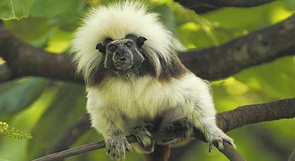  El mono tití cabeciblanco que habita los bosques del noroccidente colombiano. Foto: AFP