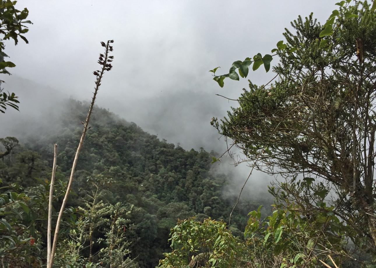Foto: D. Cárdenas. Expedición Colombia - BIO, a la biodiversidad en la transición andino-amazónica del departamento del Caquetá. Un escenario de paz en el postconflicto